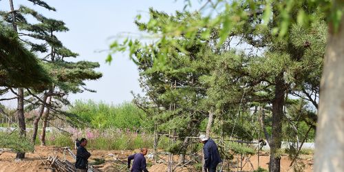 微视频丨河北定州 苗木种起来,村民富起来