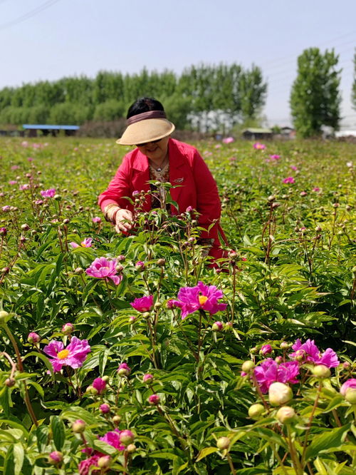 这不是昆明,庄里可以摘花的秘境