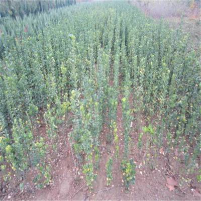 自产自销 帅阳园苗木 种植厂家 1.2米北海道黄杨