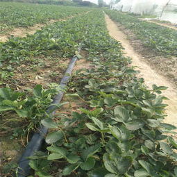 福建省了解法兰地草莓苗 供应商推出 甜查理草莓苗种植管理技术