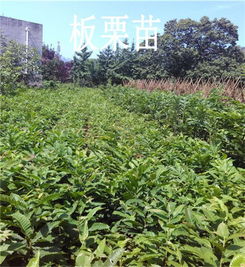 处暑红板栗苗价格 板栗苗价格 板栗苗种植基地